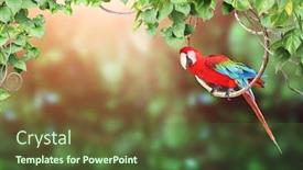  Presentation with parrot - Colorful theme enhanced with horizontal-nature-background-with-ara backdrop and a tawny brown colored foreground