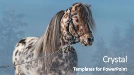  Presentation with appaloosa horse - Amazing slides having horizontal portrait of appaloosa miniature backdrop and a seafoam green colored foreground