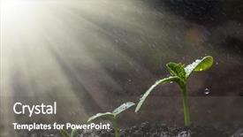  Presentation with seedling - Cool new PPT theme with horizontal progress - green seedling growing backdrop and a gray colored foreground