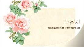  Presentation with pink rose - Slide set having horizontal-retro-card-with-branch background and a cream colored foreground