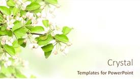  Presentation with blurred flowers - Slide deck with horizontal-spring-banner-with-flowers background and a cream colored foreground