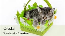  Presentation with kitten - Presentation theme enhanced with horizontal stripes - little kitten isolated on white background and a yellow colored foreground