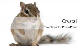  Presentation with white - PPT layouts consisting of horizontal stripes - siberian chipmunk euamias sibiricus sitting background and a white colored foreground