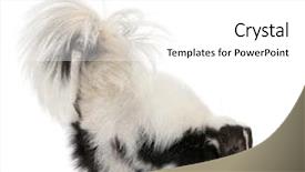  Presentation with old - Slide set enhanced with horizontal stripes - striped skunk mephitis mephitis 5 background and a white colored foreground