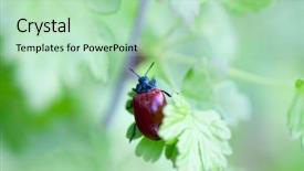  Presentation with antenna - Slides having horn antenna - crysomela populi bug on green background and a mint green colored foreground
