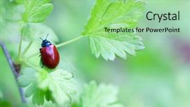  Presentation with green leaf - PPT theme enhanced with horn antenna - crysomela populi bug on green background and a seafoam green colored foreground