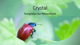  Presentation with green leaf water drops - Beautiful PPT theme featuring horn antenna - crysomela populi bug on green backdrop and a mint green colored foreground