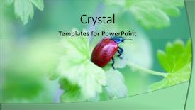  Presentation with green leaf - PPT layouts featuring horn antenna - crysomela populi bug on green background and a seafoam green colored foreground