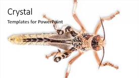  Presentation with locust - Amazing slide deck having horn antenna - desert locust on white background backdrop and a white colored foreground
