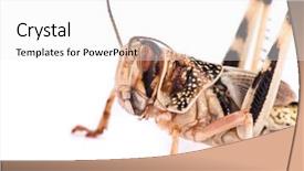  Presentation with locust - Slide set consisting of horn antenna - desert locust on white background background and a white colored foreground