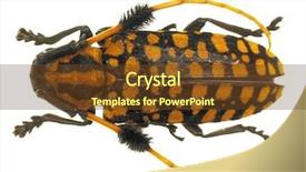  Presentation with antenna - Slides consisting of horn antenna - eyed longhorn beetle isolated background and a tawny brown colored foreground