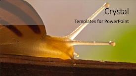  Presentation with antenna - Slide deck featuring horn antenna - macro snail background and a coral colored foreground