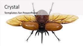  Presentation with antenna - Colorful presentation design enhanced with horn antenna - rhinoceros beetle isolated on white backdrop and a white colored foreground