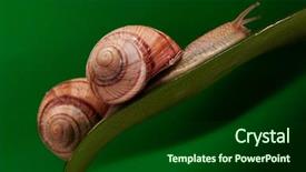  Presentation with antenna - Audience pleasing theme consisting of horn antenna - snail sitting on the big backdrop and a forest green colored foreground