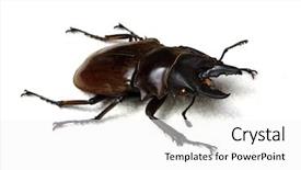  Presentation with antenna - Beautiful slide deck featuring horn antenna - stag beetle isolated on background backdrop and a white colored foreground