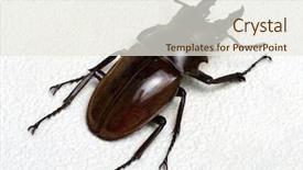  Presentation with antenna - Audience pleasing PPT theme consisting of horn antenna - stag beetle isolated on background backdrop and a sky blue colored foreground