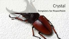  Presentation with scarab beetle - PPT theme enhanced with horn antenna - stag beetle isolated on background background and a  colored foreground