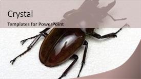  Presentation with stag party - Slides having horn antenna - stag beetle isolated on background background and a  colored foreground
