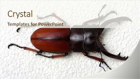  Presentation with stag party - Beautiful theme featuring horn antenna - stag beetle isolated on background backdrop and a  colored foreground