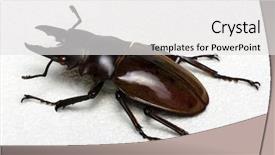  Presentation with antenna - Cool new presentation theme with horn antenna - stag beetle isolated on background backdrop and a white colored foreground