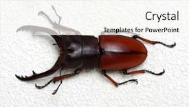  Presentation with stag party - Slide set featuring horn antenna - stag beetle isolated on background background and a  colored foreground