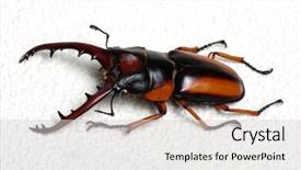  Presentation with background - Slide set having horn antenna - stag beetle isolated on background background and a  colored foreground