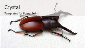  Presentation with background - Audience pleasing presentation design consisting of horn antenna - stag beetle isolated on background backdrop and a  colored foreground