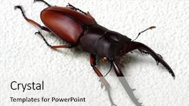  Presentation with stag party - PPT theme featuring horn antenna - stag beetle isolated on background background and a  colored foreground