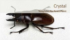  Presentation with background - Theme enhanced with horn antenna - stag beetle isolated on background background and a  colored foreground
