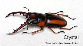  Presentation with scarab beetle - Slides having horn antenna - stag beetle isolated on background background and a  colored foreground