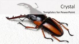  Presentation with stag party - Colorful PPT theme enhanced with horn antenna - stag beetle isolated on background backdrop and a  colored foreground