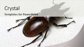  Presentation with scarab beetle - Beautiful presentation theme featuring horn antenna - stag beetle isolated on background backdrop and a sky blue colored foreground