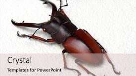  Presentation with stag party - Amazing presentation theme having horn antenna - stag beetle isolated on background backdrop and a  colored foreground
