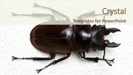  Presentation with stag party - Audience pleasing PPT theme consisting of horn antenna - stag beetle isolated on background backdrop and a  colored foreground