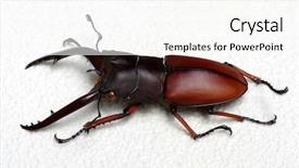  Presentation with scarab beetle - Presentation design with horn antenna - stag beetle isolated on background background and a  colored foreground