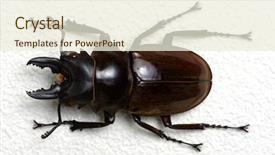  Presentation with scarab beetle - Slide deck consisting of horn antenna - stag beetle isolated on background background and a  colored foreground