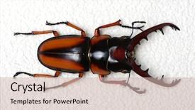  Presentation with antenna - Audience pleasing PPT theme consisting of horn antenna - stag beetle isolated on background backdrop and a soft green colored foreground