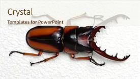  Presentation with background - Amazing slide deck having horn antenna - stag beetle isolated on background backdrop and a cream colored foreground