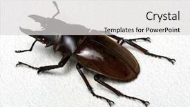  Presentation with stag party - Presentation design featuring horn antenna - stag beetle isolated on background background and a light gray colored foreground
