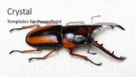  Presentation with antenna - Slide deck enhanced with horn antenna - stag beetle isolated on background background and a cream colored foreground