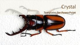  Presentation with antenna - Amazing slide deck having horn antenna - stag beetle isolated on background backdrop and a cream colored foreground