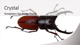  Presentation with antenna - Presentation theme enhanced with horn antenna - stag beetle isolated on white background and a white colored foreground