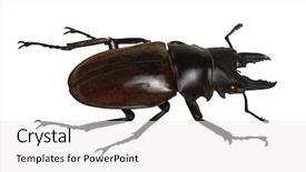  Presentation with antenna - PPT layouts having horn antenna - stag beetle isolated on white background and a  colored foreground