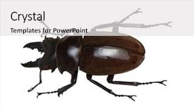  Presentation with antenna - Beautiful PPT theme featuring horn antenna - stag beetle isolated on white backdrop and a white colored foreground