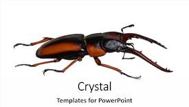  Presentation with stag party - PPT theme having horn antenna - stag beetle isolated on white background and a  colored foreground