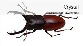  Presentation with brown sugar isolated on white - Amazing slide deck having horn antenna - stag beetle isolated on white backdrop and a white colored foreground