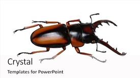  Presentation with scarab beetle - Cool new PPT layouts with horn antenna - stag beetle isolated on white backdrop and a  colored foreground
