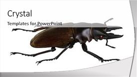  Presentation with stag party - Presentation featuring horn antenna - stag beetle isolated on white background and a white colored foreground