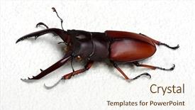  Presentation with history earth globe isolated white - Slide set featuring horn antenna - stag beetle isolated on white background and a cream colored foreground