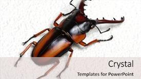  Presentation with stag party - Theme having horn antenna - stag beetle isolated on white background and a  colored foreground